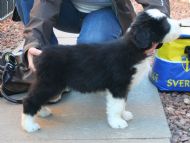 Lulu 8 weeks old